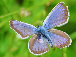 Mnnchen Geiklee-Bluling Argus-Bluling Plebeius argus Silver-studded Blue