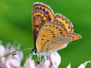 Blauschillernder Feuerfalter  Lycaena helle