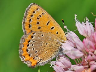Blauschillernder Feuerfalter  Lycaena helle