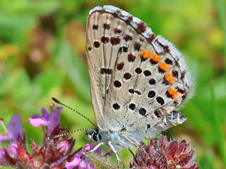 Graublauer Bluling  Westlicher Quendelbluling  Pseudophilotes baton   Baton Blue
