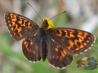 Alpen-Perlmutterfalter Boloria (Clossiana) thore Thor's Fritillary