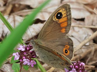 Braunauge Lasiommata maera Large Wall Brown Rispenfalter Kuhauge