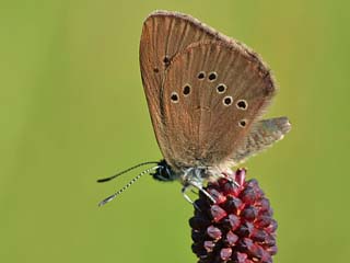 Dunkler Wiesenknopf-Ameisen-Blaeuling Glaucopsyche nausithous Maculinea Dusky Large Blue