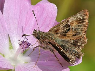 Malven-Dickkopffalter   Carcharodus alceae   Mallow Skipper (25374 Byte)