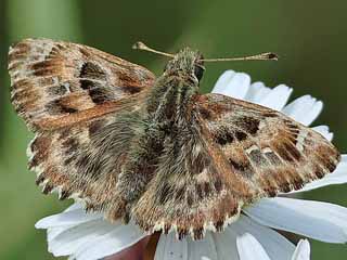 Malven-Dickkopffalter   Carcharodus alceae   Mallow Skipper (25374 Byte)