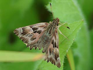 Malven-Dickkopffalter   Carcharodus alceae   Mallow Skipper (25374 Byte)