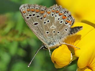 Groer Sonnenrschen-Bluling Aricia artaxerxes Northern Brown Argus
