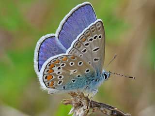 Hauhechel-Blaeuling   Polyommatus icarus   Common Blue (17392 Byte)