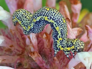 Raupe Lycia alpina Alpenspanner