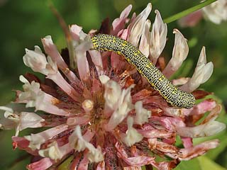 Raupe Lycia alpina Alpenspanner