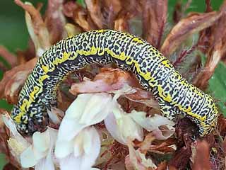 Raupe Lycia alpina Alpenspanner