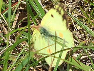 Colias alfacariensis Hufeisenklee-Weiling, Bergers Clouded Yellow