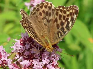 Kaisermantel  Argynnis paphia Silver-washed Fritillary 