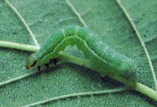 Raupe, Macdunnoughia, confusa, Schafgarben-Silbereule, Dewicks, Plusia (16391 Byte)