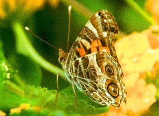 Amerikanischer Distelfalter Vanessa virginiensis American Painted Lady Teneriffa Fuerteventura Gran Canaria Lanzarote La Palma La Gomera El Hierro