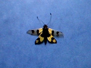 fremd175.jpg (15712 Byte)