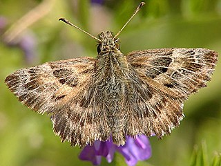 Malven-Dickkopffalter   Carcharodus alceae   Mallow Skipper (29922 Byte)