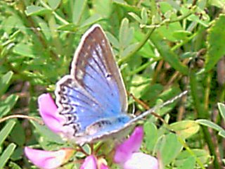 Zahnflügel-Bläuling weiblich Meleageria daphnis Meleager's Blue (24848 Byte)