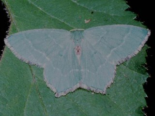 Gebsch-Grnspanner Hemithea aestivaria Common Emerald