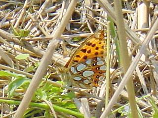 Silbriger (Kleiner) Perlmutterfalter   Queen of Spain Fritillary   Issoria lathonia  (28735 Byte)