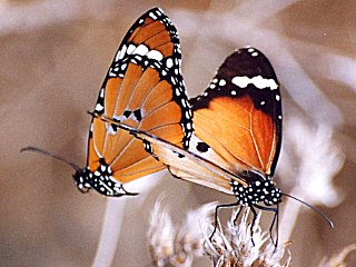 Paarung Afrikanischer Monarch  Anosia (Danaus) chrysippus  Plain Tiger  (27558 Byte)