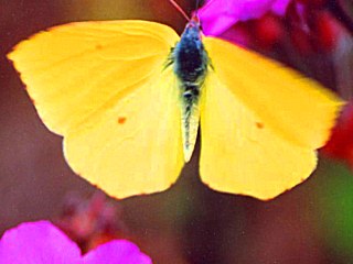 Mnnchen La Palma-Zitronenfalter   Gonepteryx palmae  