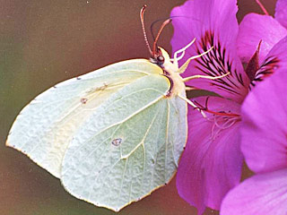 Weibchen Gonepteryx palmae  La Palma-Zitronenfalter