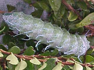 Attacus atlas  Atlasspinner Atlas moth
