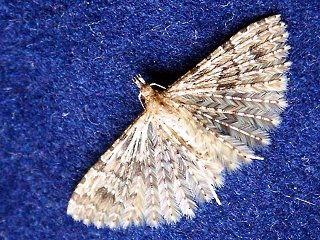 Gei�blattgeistchen   Alucita hexadactyla