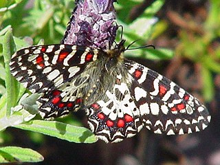 Spanischer Osterluzeifalter Zerynthia rumina Spanish Festoon 