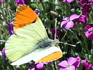 Gelber Aurorafalter  Anthocharis euphenoides "Provence" Orange Tip    Bild von Ingrid