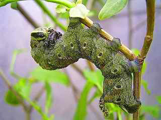 Raupe Totenkopfschwrmer Acherontia atropos Deathhead Hawk-moth