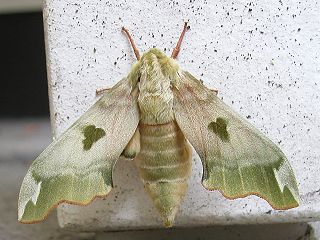 Lindenschwrmer Mimas tiliae Lime Hawk-moth