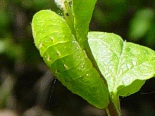 Raupe Pflaumen-Zipfelfalter Satyrium pruni Black Hairstreak 