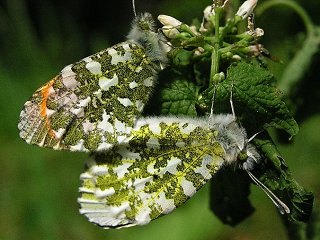 Paarung Aurorafalter Anthocharis cardamines Orange Tip