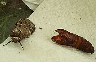 Weidenbohrer Cossus cossus Goat Moth (14680 Byte)