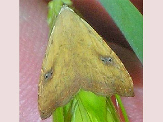 Rivula sericealis Seideneulchen Straw Dot