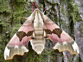 Lindenschwrmer Mimas tiliae Lime Hawk-moth