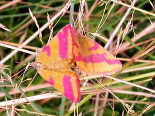 Ampfer-Purpurspanner   Lythria cruentaria 
