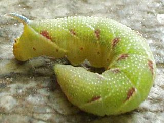 Raupe Lindenschwrmer Mimas tiliae Lime Hawk-moth