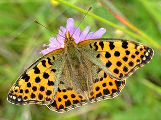 Kleiner (Silbriger) Perlmutterfalter   Issoria lathonia   Queen of Spain Fritillary