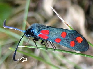 Hufeisenklee-Widderchen   Zygaena transalpina