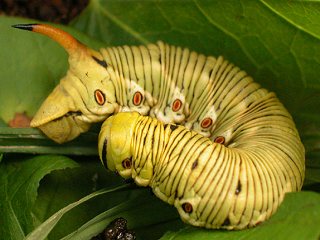 Raupe Windenschwrmer Agrius convolvuli Convolvulus Hawk-moth