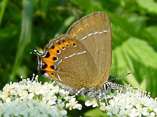 Pflaumen-Zipfelfalter Black Hairsstreak Satyrium (Fixenia) pruni (24798 Byte)