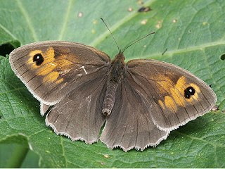 Weibchen Groes Ochsenauge Maniola jurtina Meadow Brown