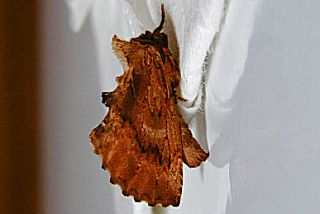 Kamel-Zahnspinner Coxcomb Prominent Ptilodon capucina (11529 Byte)