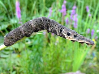 Braune Raupe Deilephila elpenor Mittlerer Weinschwrmer Elephant Hawk-moth (30873 Byte)