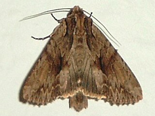 Apamea monoglypha Groe Grasbscheleule Dark Arches