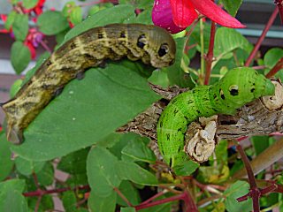 Grne und braune Raupe Mittlerer Weinschwrmer, Deilephila elpenor, Elephant Hawk-moth