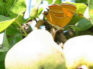 Nierenfleck-Zipfelfalter Thecla betulae Brown Hairstreak